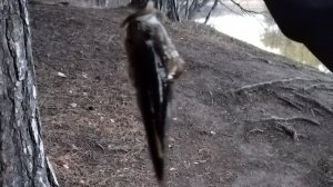 Много ловим ротанов