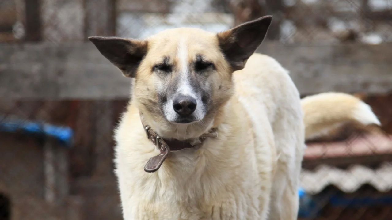 Приют Академгородка НЕДЕЛЯ БЛАГОТВОРИТЕЛЬНОСТИ
