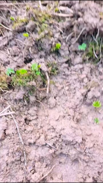 Кабаны в Одинцовском парке .mp4