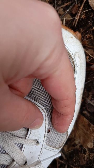 Тайна апреля, в Подмосковье: клещи уже активны!