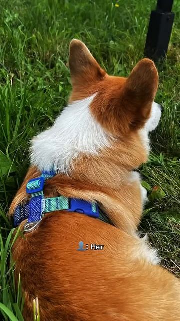 Подписывайся чтобы не пропустить коржедень корги коргипемброк corgi корж коргисобака shorts