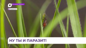 С начала эпидсезона 275 приморцев пострадали от укусов клещей