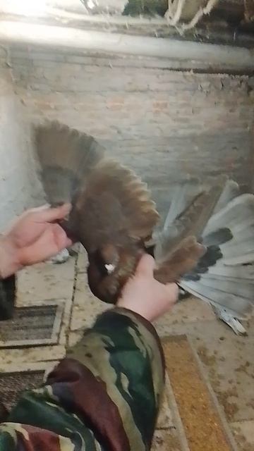 николаевские голуби