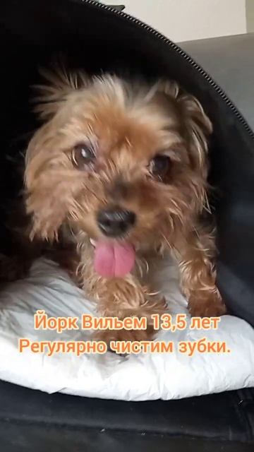 Йорк Вильем 13,5 лет, регулярно чистим зубки
