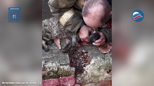 Спасатель реанимировал кота, который едва не погиб во время пожара в Тюмени