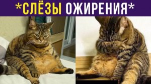 СЛЁЗЫ ОЖИРЕНИЯ))) Приколы с котами