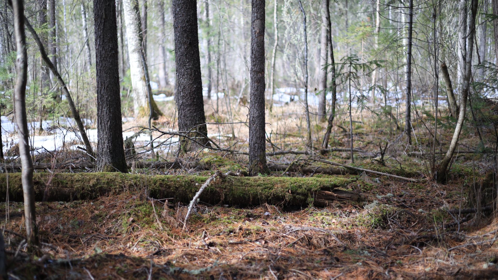 Гуляю по тайге. Весеннее настроение. 11.04.2026