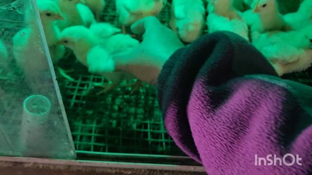 влог.семьнадцатое апреля....купили ещё циплят и утят