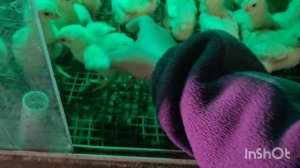 влог.семьнадцатое апреля....купили ещё циплят и утят