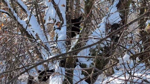 Охота с лайкамитаксой и ягдтерьером. Плешивый енот. Работа щенка ягдтерьера. Травмирующий наст.