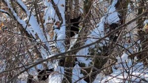 Охота с лайками,таксой и ягдтерьером. Плешивый енот. Работа щенка ягдтерьера. Травмирующий наст.
