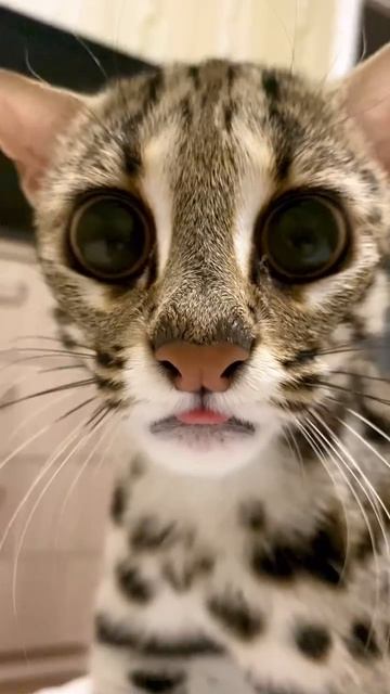 Автор видео: Busya_leopardcat