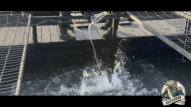 Привоз осетра навеской до 2.5 кг