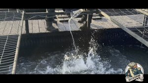 Привоз осетра навеской до 2.5 кг