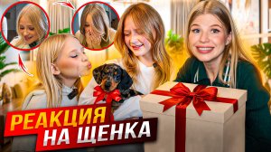 РЕАКЦИЯ на ЩЕНКА ! НЕ СПРАВИЛИСЬ в ПЕРВЫЙ же ДЕНЬ!