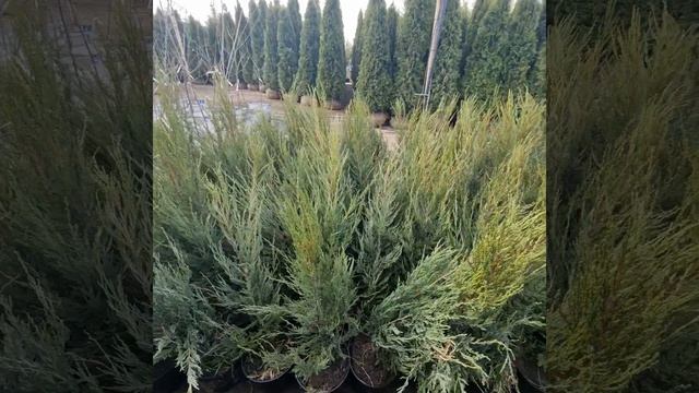 Можжевельник скальный Блю Эрроу