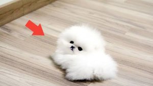 Топ 10 самых маленьких собачек.