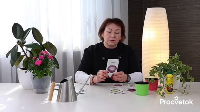 НЕ СЕЙТЕ АСТРЫ ПОКА НЕ УЗНАЕТЕ ЭТИ ХИТРОСТИ! Важные нюансы, от которых зависит цветение