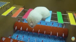 Хомячок убегает из лабиринта гигантских крокодилов! часть 7