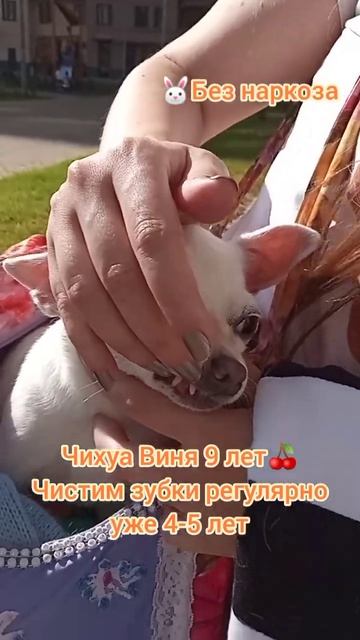 Чихуа Виня 9 лет, Чистим зубки регулярно уже 4-5 лет, #собака #чихуахуа