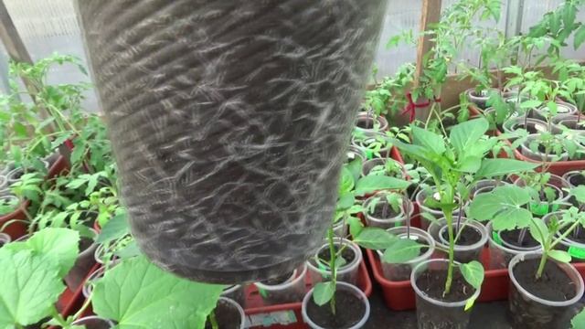 Высаживаю огурцы в теплицу. Чем отличается высадка огурцов от томатов. 17 апреля 2025.