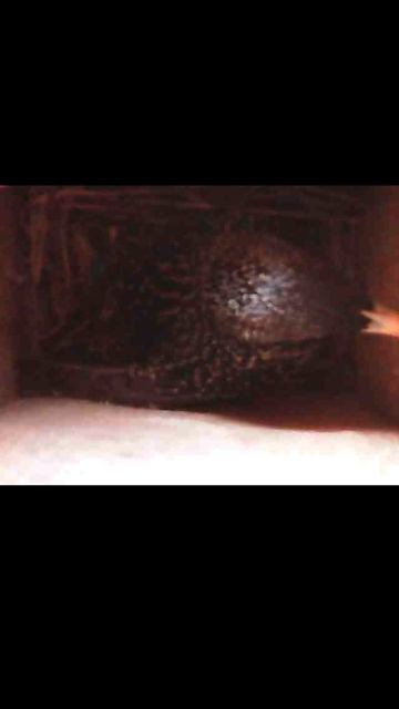 Скворец в скворечнике