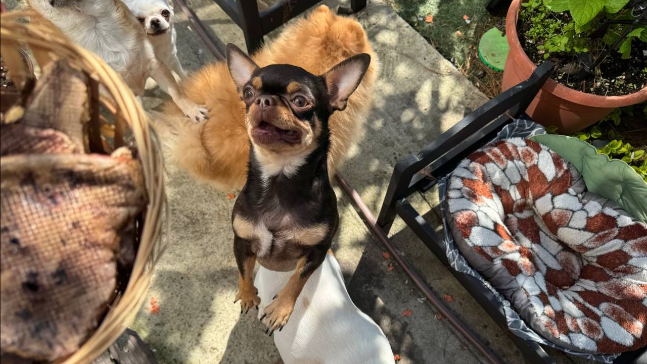 Все с большой радостью полакомились.