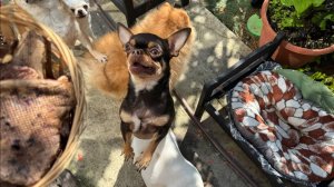 Все с большой радостью полакомились.