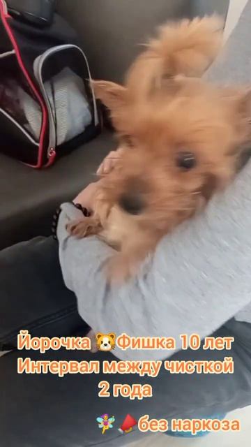 Йорк Фишка 10 лет, чистим зубки много раз, интервал 2 года