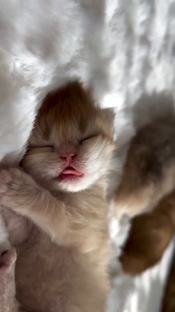 Клип meowtaverse