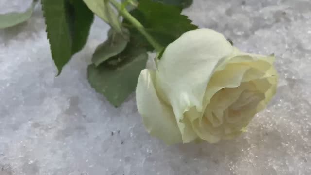 Гриша - Роза белая