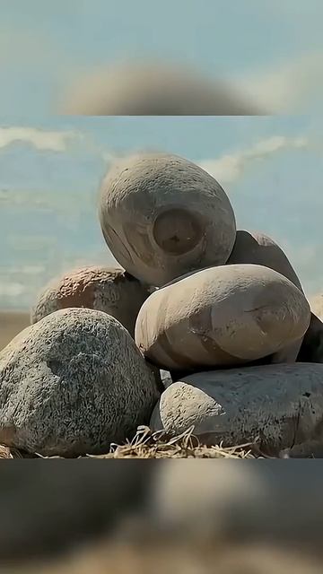 🍿 Мы с волком стали друзьями