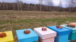 Когда спешка ,это плохо! Почему мы не спешим расширять пчелиные семьи.