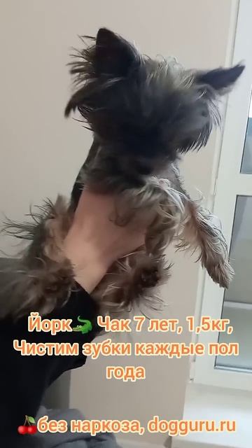 Йорк Чак 1500 грамм 7 лет, чистим зубки каждые пол года