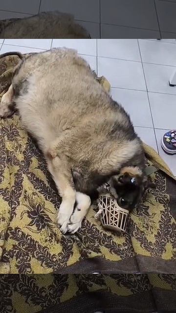 ВОЛГОГРАД! Жестокое ДТП на Лавочкина: по псу проехали колесами. SOS! 🆘 СОБАКА В КРИТИЧЕСКОМ СОСТОЯН