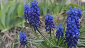 Подарок для "Можно Можно :) Пересаживаем розы.