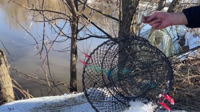 Что попалось в раколовку?