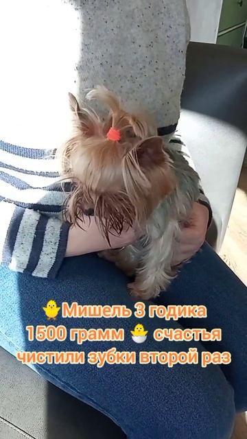 Мишель 3 годика,1500 грамм  счастья, чистили зубки