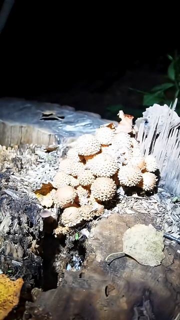 Сходил ночью за грибами с УФ фонарем