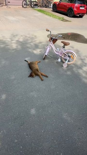 Моя работа 🐈