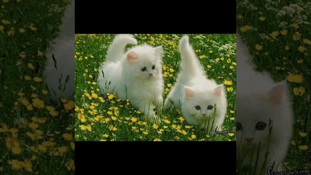 ПЕСНЯ ШЕПОТОМ О НАС! ТОЛЬКО НЕ СМЕЙТЕСЬ ПЖ.