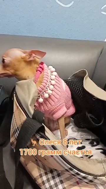 Той-терьер Олеся 8 годиков 1700 грамм счастья, чистим зубки