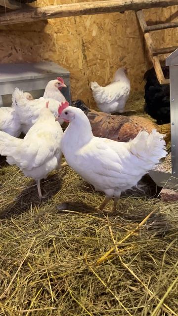 Рубрика : новости из курятника. курятник куры несушки деревенский