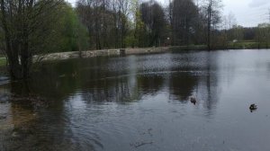 Весна в Измайловском лесу, Кита на прогулке (video_2022-04-04).