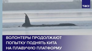 Волонтеры продолжают попытку поднять кита на плавучую платформу