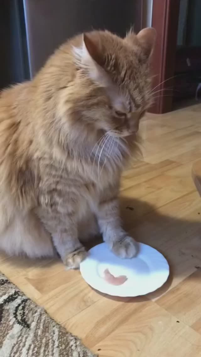 Вот так не надо 👀🐈⬛🐈