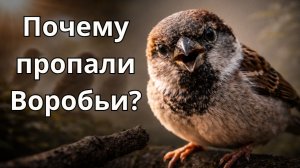 Почему исчезают воробьи Ответ вас удивит