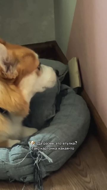 Подписывайся чтобы не пропустить коржедень корги коргипемброк corgi корж dogsoftiktok shorts
