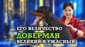 Его величество доберман, великий и ужасный. Характеристика, особенности собак питомника Lord Svarog.