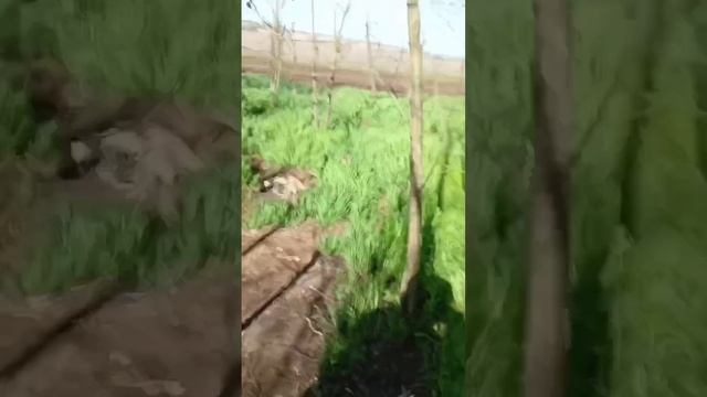 Якудза на СВО.  Запорожский фронт Работино
17.04.2023г Работаем Штурмовики Бойцы  